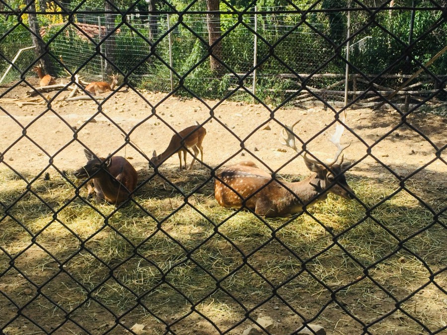 Επισκεφθήκαμε τον ανανεωμένο Ζωολογικό Κήπο Θεσσαλονίκης που άνοιξε και πάλι τις πόρτες του στο κοινό- Φωτογραφία 4
