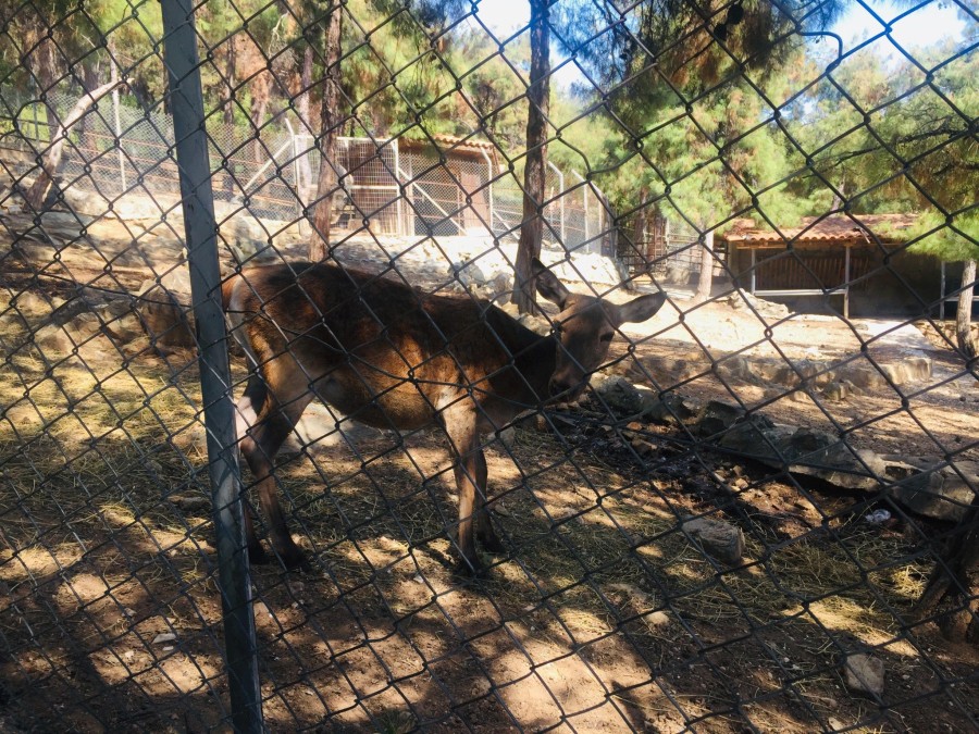 Επισκεφθήκαμε τον ανανεωμένο Ζωολογικό Κήπο Θεσσαλονίκης που άνοιξε και πάλι τις πόρτες του στο κοινό- Φωτογραφία 8