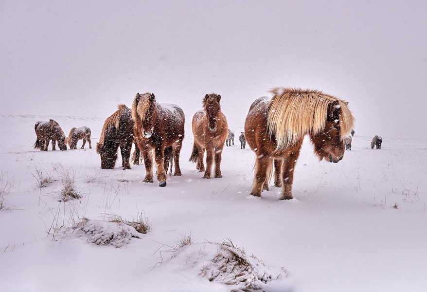 icelandic-horses.jpg