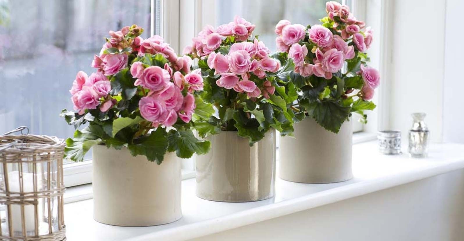 2018-12-pink-rieger-begonias-in-pots-on-a-windowsill-lead.jpg