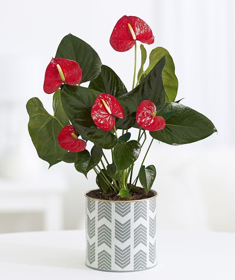 plant-gift-idea-anthurium.jpg