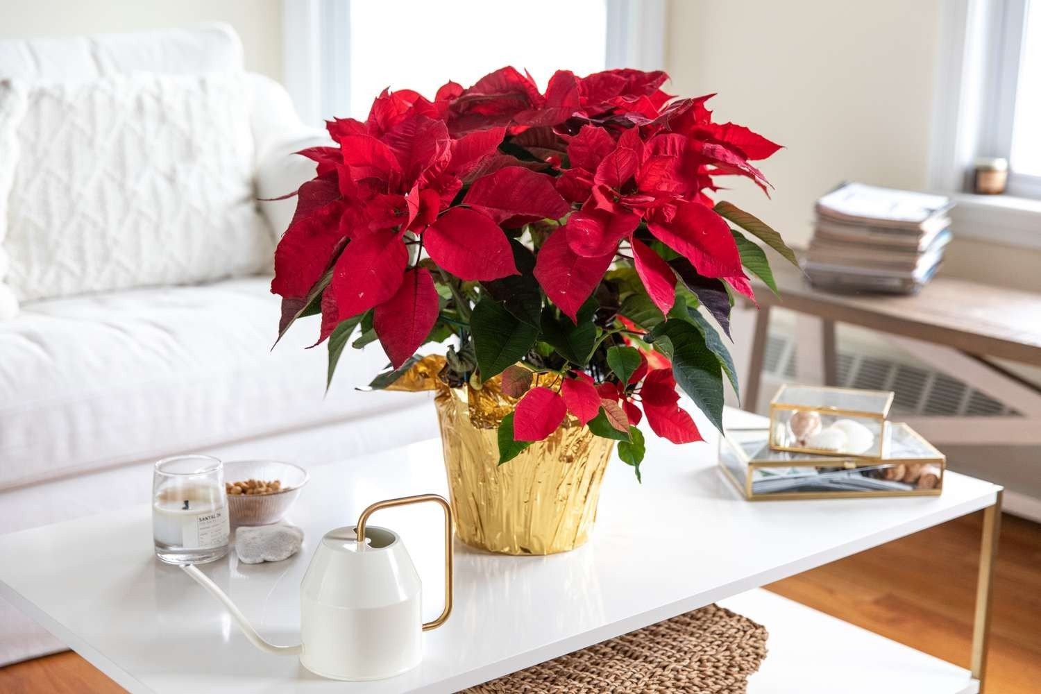 poinsettias-keepers-or-compost-1403587-01-0d51ae63bedf43d686c59e15f90016ee.jpg