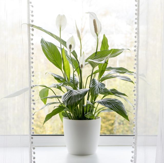 air-puryfing-house-plants-in-home-concept-royalty-free-image-1681325935.jpg