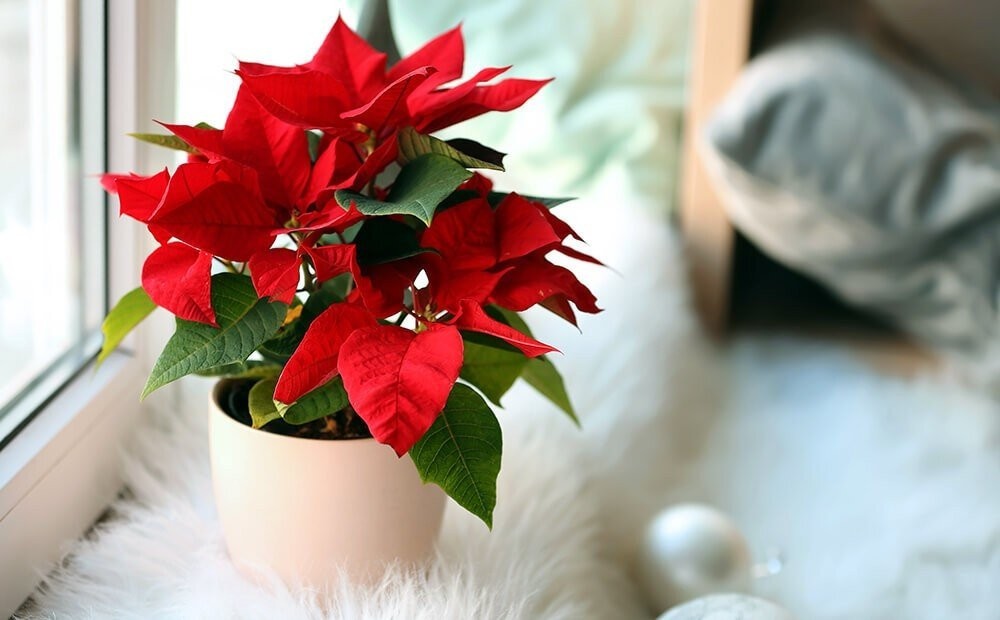 dammanns-garden-co-poinsettias-houseplants-poinsettia-in-window.jpg