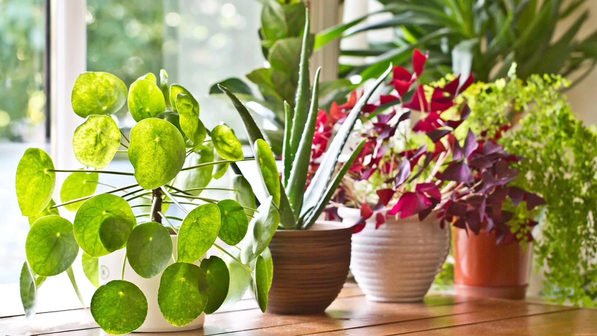 26-best-indoor-plants.webp