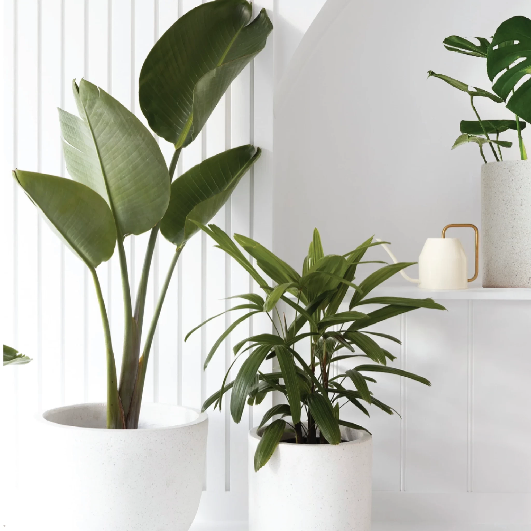 living-room-plant-collection.webp