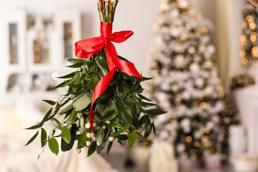 top-5-indoor-christmas-plants-1000x667-654b794517db5-og.jpg