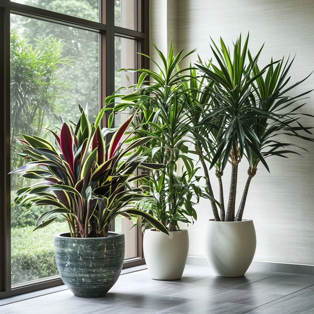 dracaena-plants-794235.webp