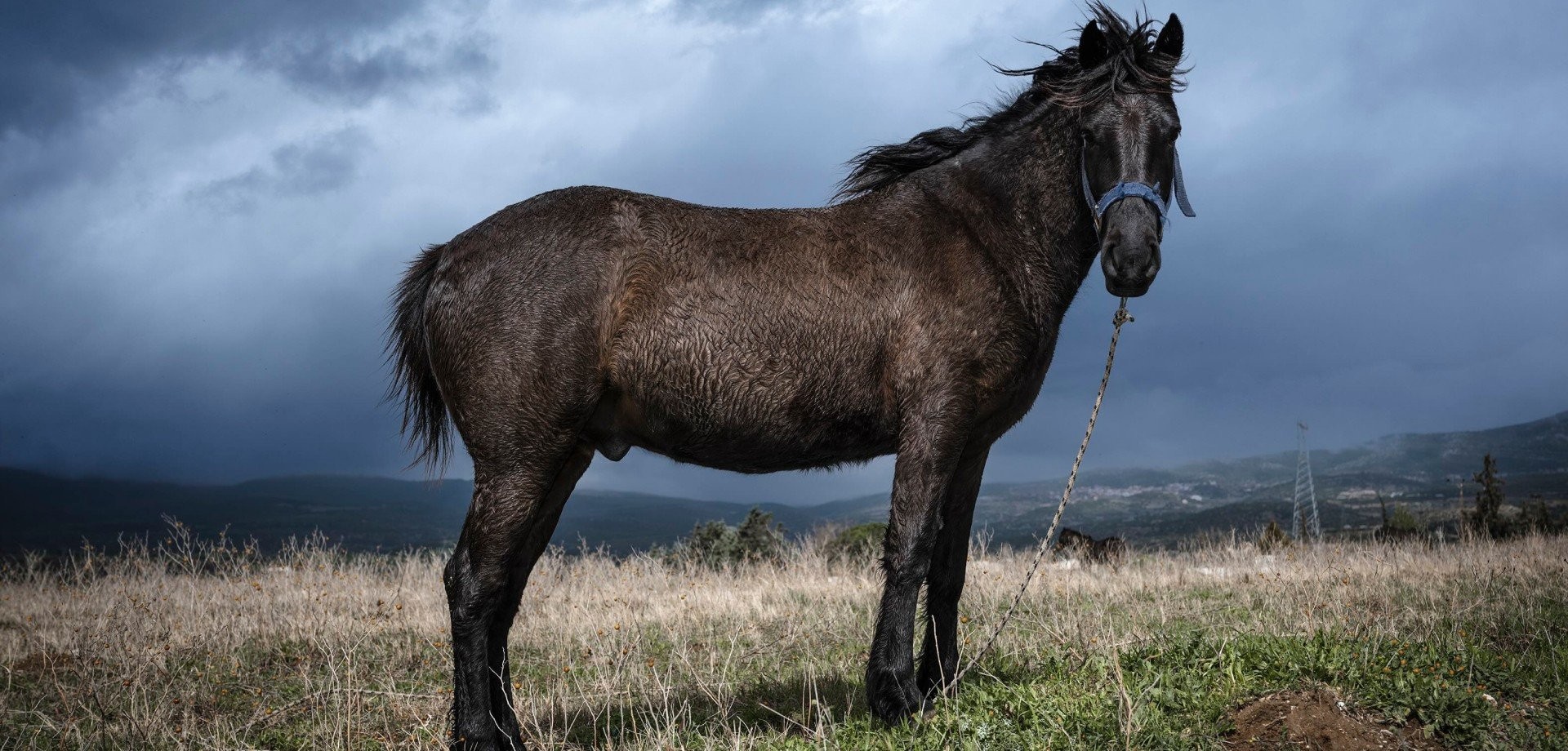 roots-and-reins-lola-nikoloay.jpg