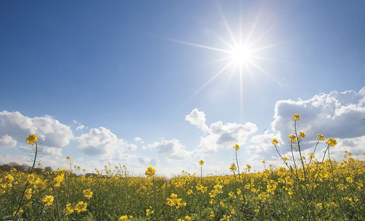 summer-sun-field-flowers-blue-sky-nature-canvas-prints-wall-art.jpg