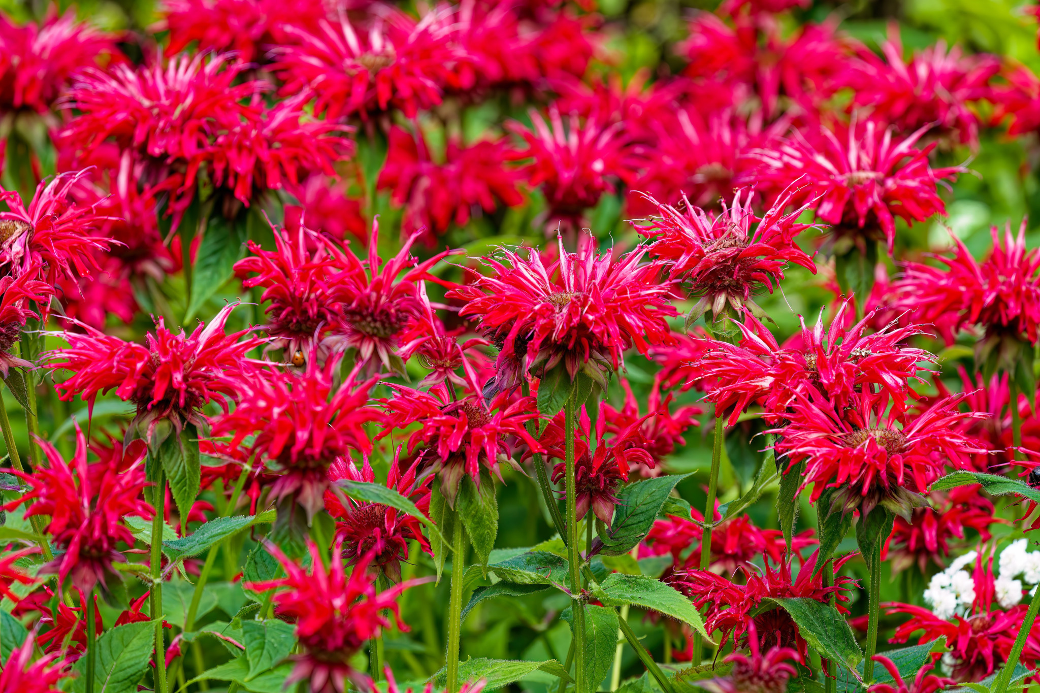 shutterstock-2455276239.jpg