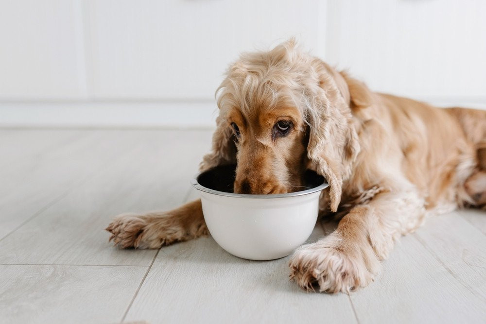 shutterstock-2287330141.jpg