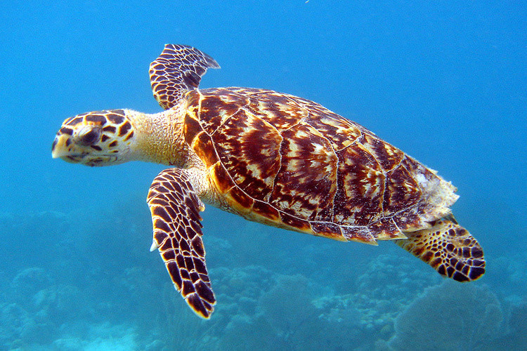 hawksbill-sea-turtle-gzeYa.jpg