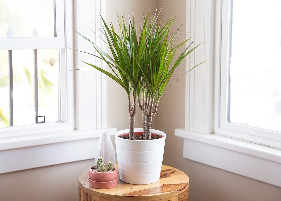 dracaena-frontida-care.jpg