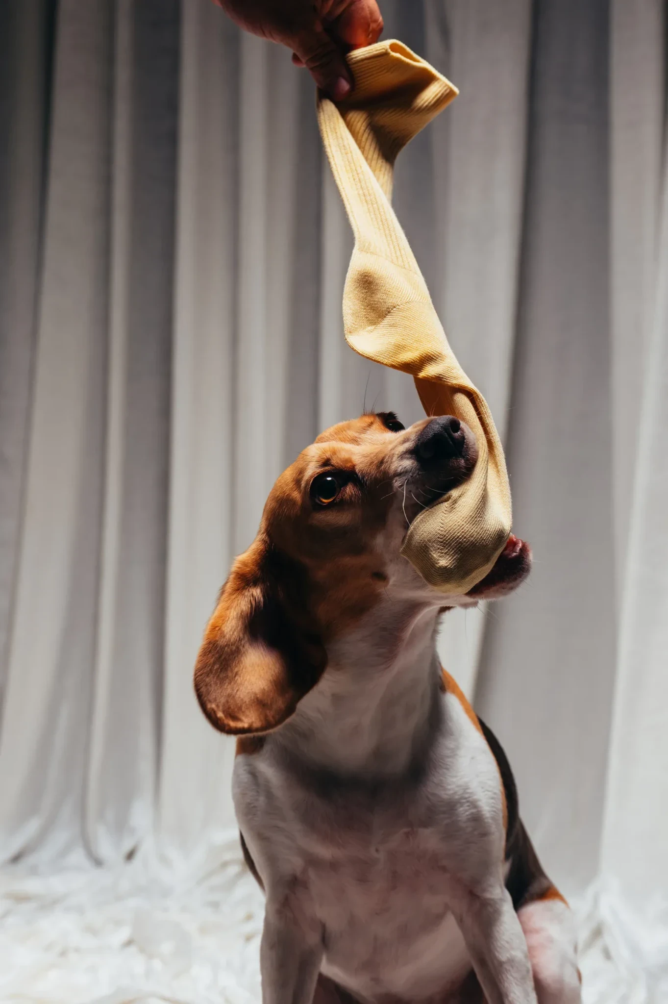 dogue-07272026-1918-copy.webp