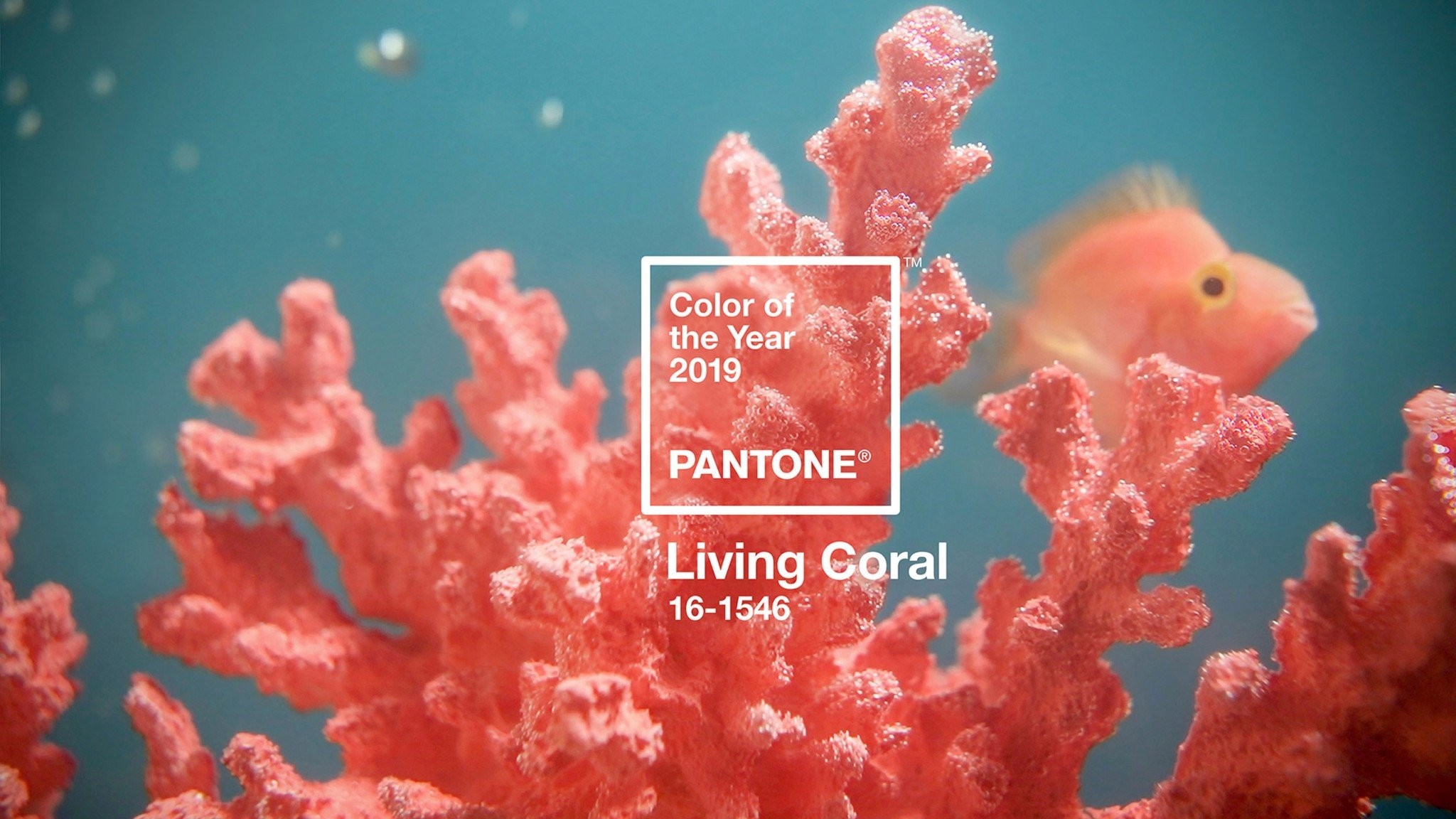 living-coral.jpg