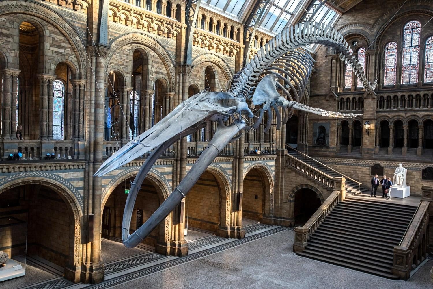 whale-natural-history-museum.jpg
