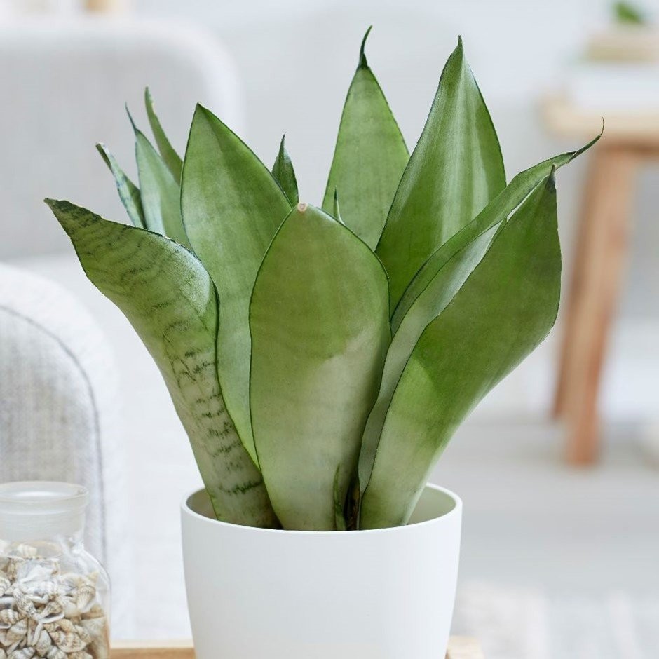 fita-eswterikou-xwrou-sansevieria.jpg