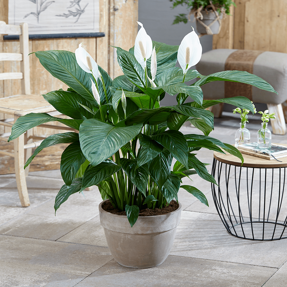 spathiphyllum-peace-lily-1.png