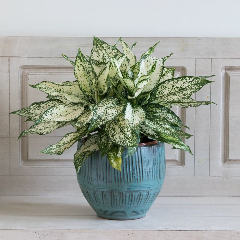 chinese-evergreen-diskosmism-fita.jpg