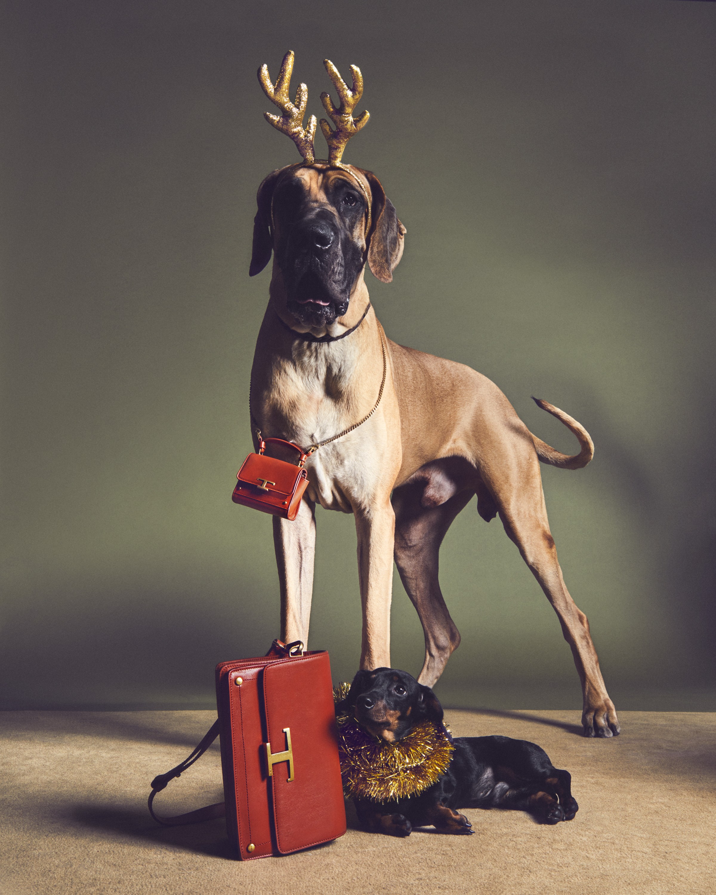 tods-2020-a-pawfect-holiday-2.jpg