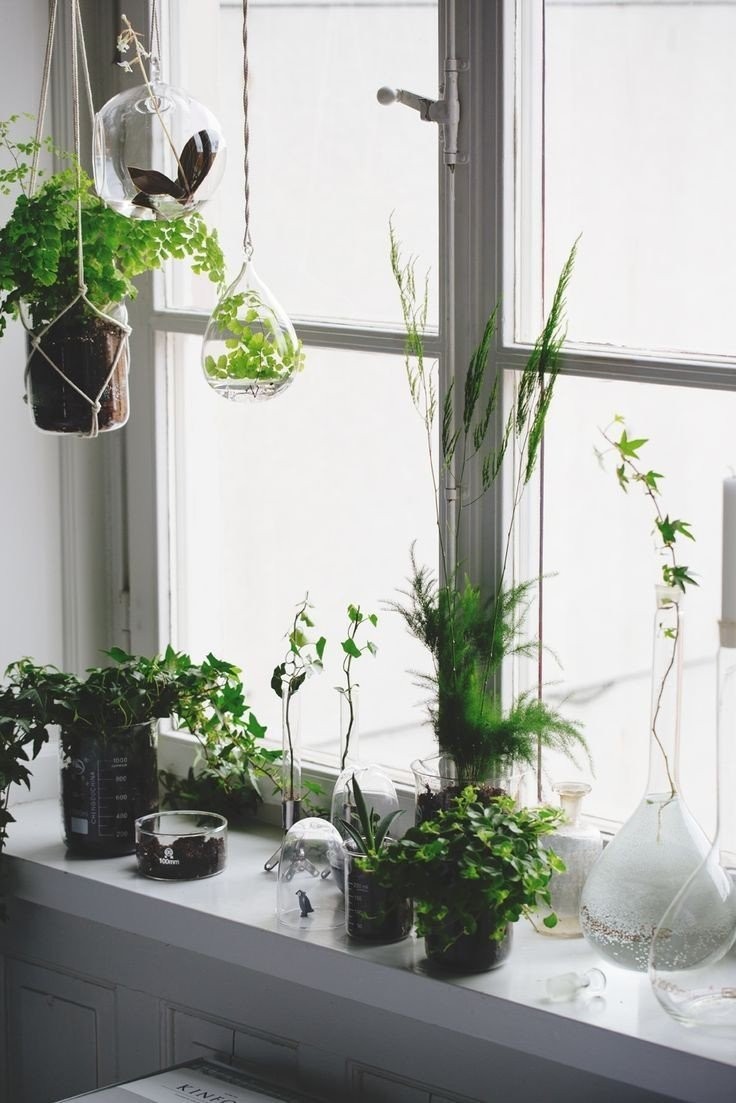 plants-clean-windows.jpg