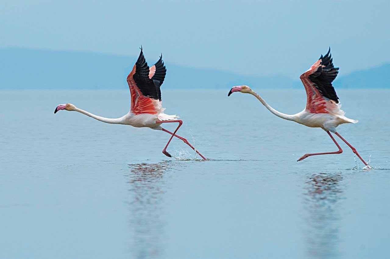 flamingko-4.jpg