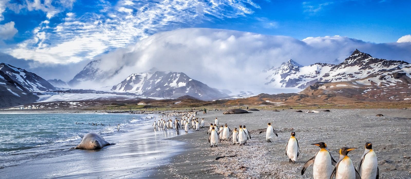 original-antarctica-penguins-south-georgia-island.jpg