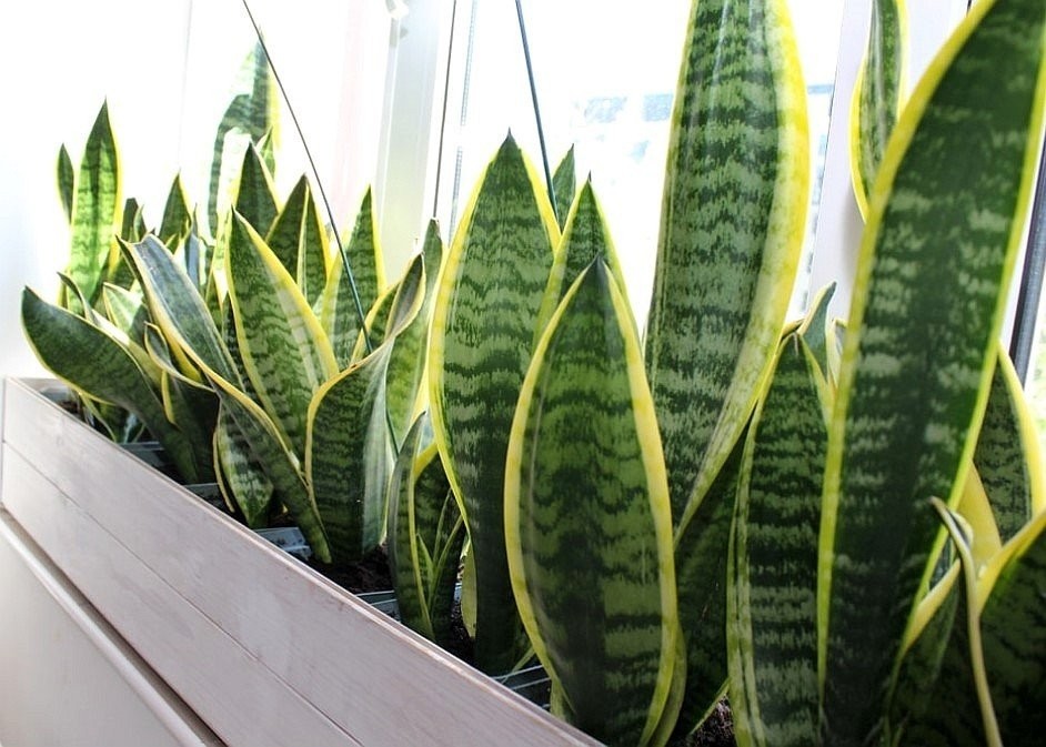 sansevieria-1.jpeg