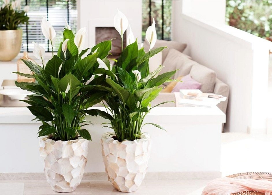 spathiphyllum-942x673.jpg