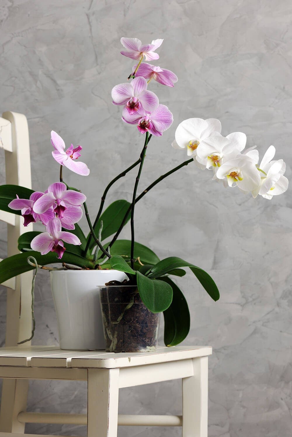 beautiful-orchids-dmgx4fs.jpg