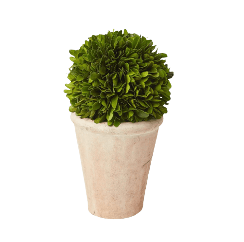 fireshot-capture-103-small-potted-boxwood-ball-mrs-alice-wwwmrsalicecom-removebg-preview.png