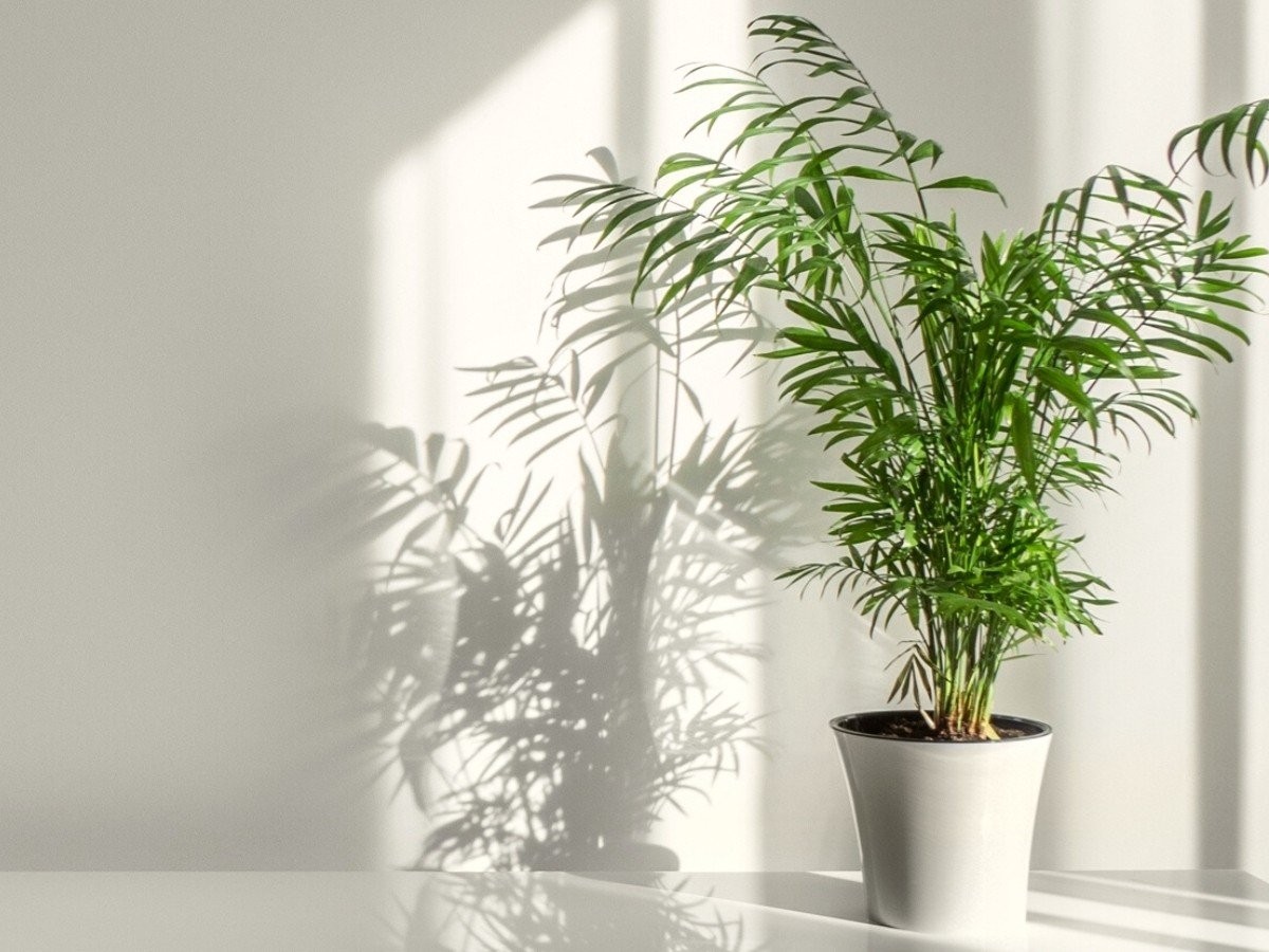 palm-tree-trending-houseplant-for-2023-on-thursd.jpg