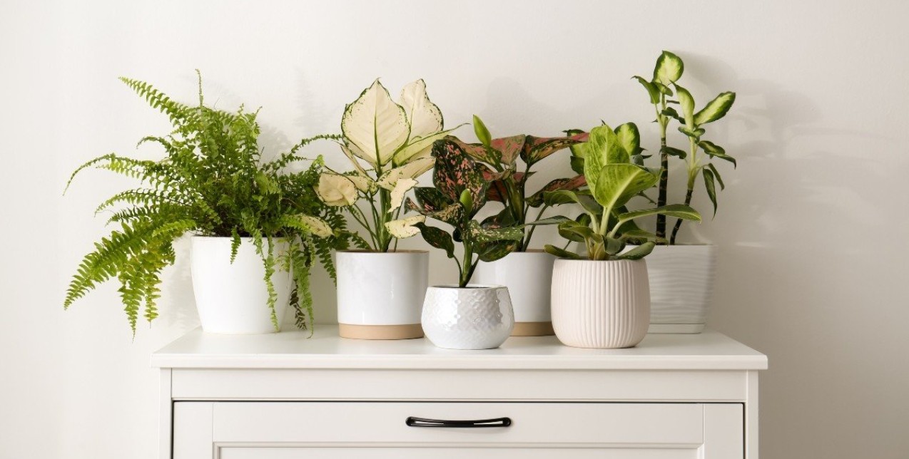 Jungle Look: Tα τροπικά φυτά για μια νέα ατμόσφαιρα στην κατοικία μας