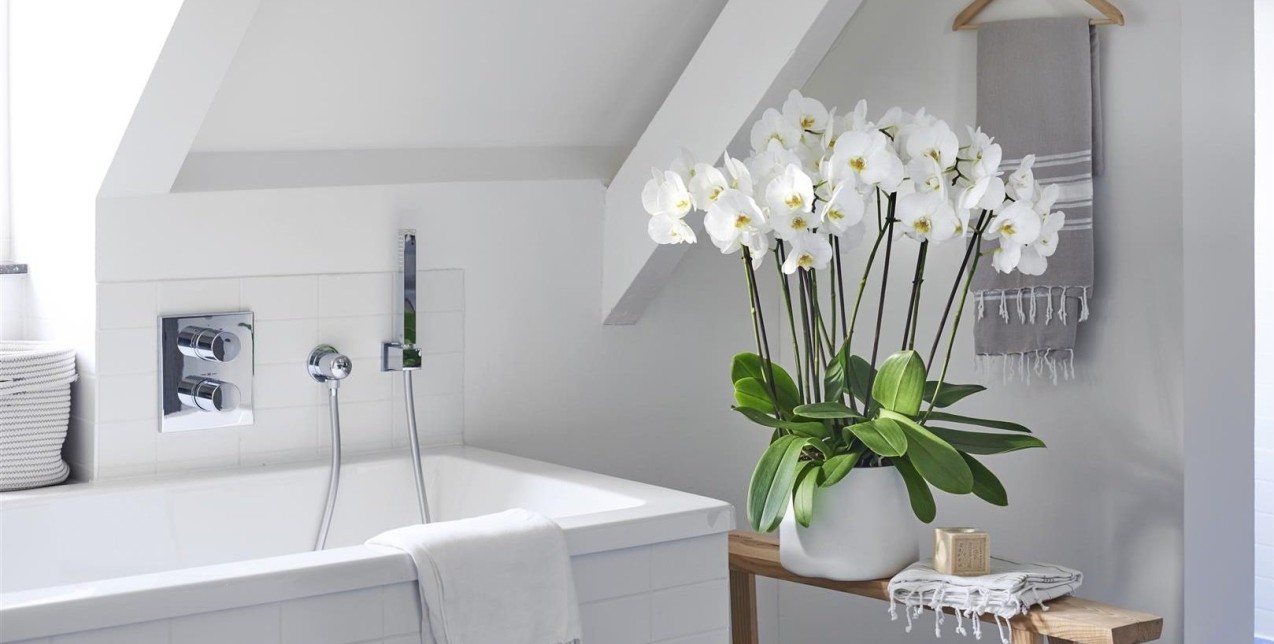 Τα 7 καλύτερα φυτά για να διακοσμήσετε το μπάνιο σας