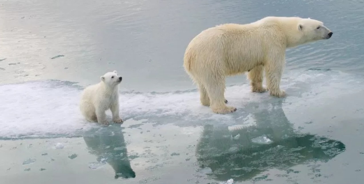 Κλιματική κρίση: Μεγάλη ανησυχία για τις πολικές αρκούδες που πεθαίνουν από την πείνα