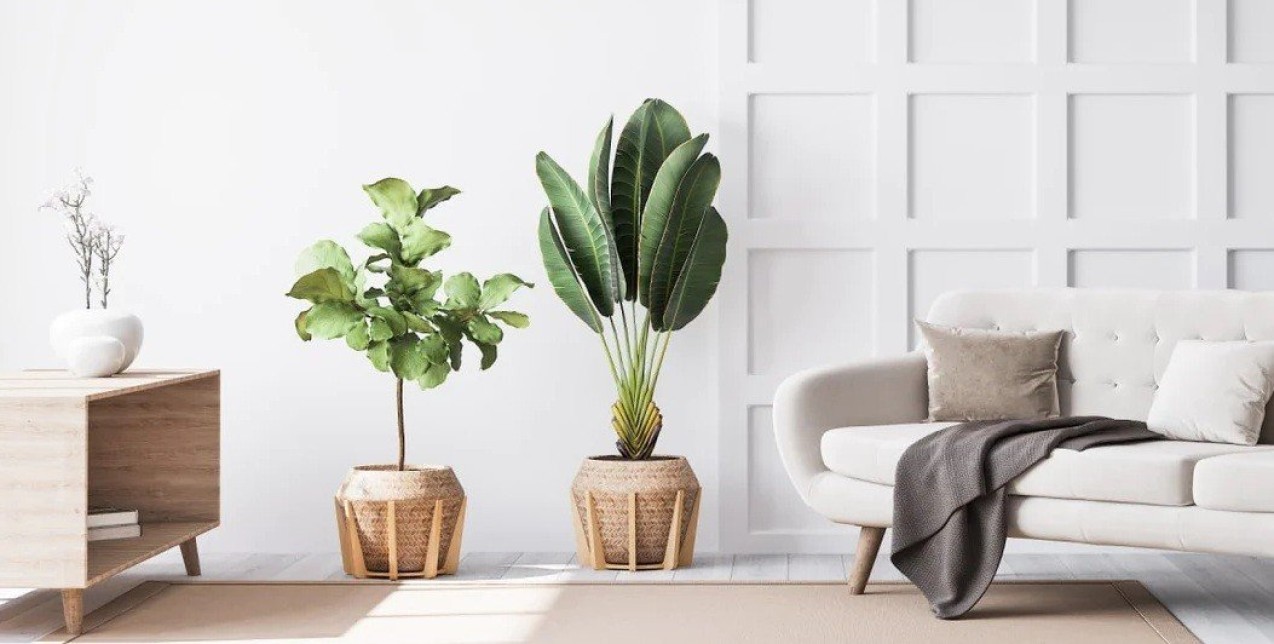 Τα τροπικά φυτά που θα φέρουν jungle αέρα στην κατοικία σας