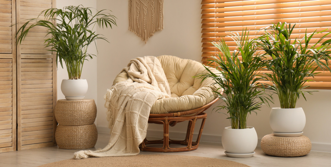 Τα φυτά που συμβάλλουν στη μείωση του καπνού και των ρύπων μέσα στο σπίτι﻿