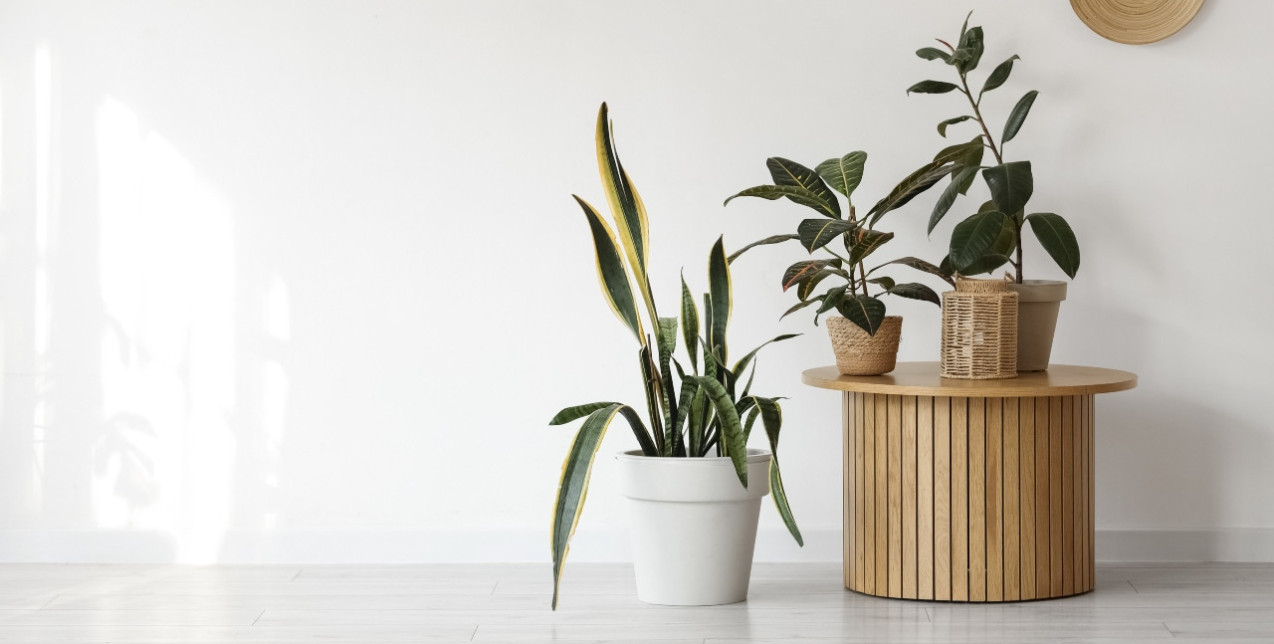 5 φυτά που συμβολίζουν τύχη και θετική ενέργεια και θα θέλετε να εντάξετε στο σπίτι σας τη νέα χρονιά 