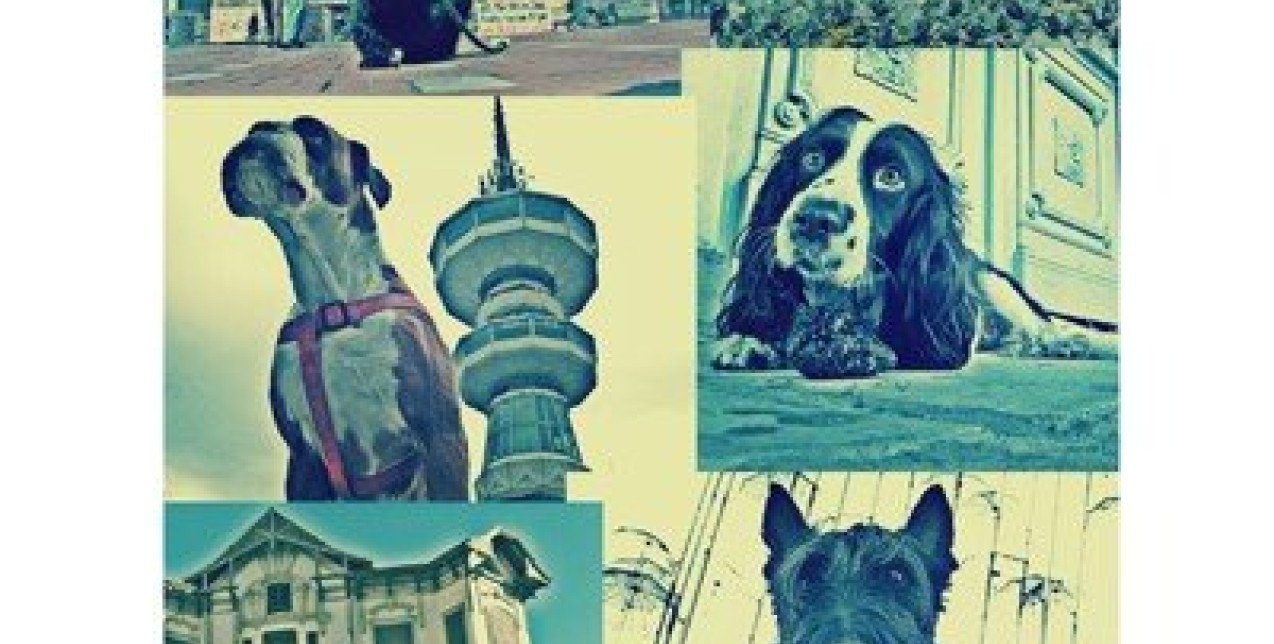 City of Dog