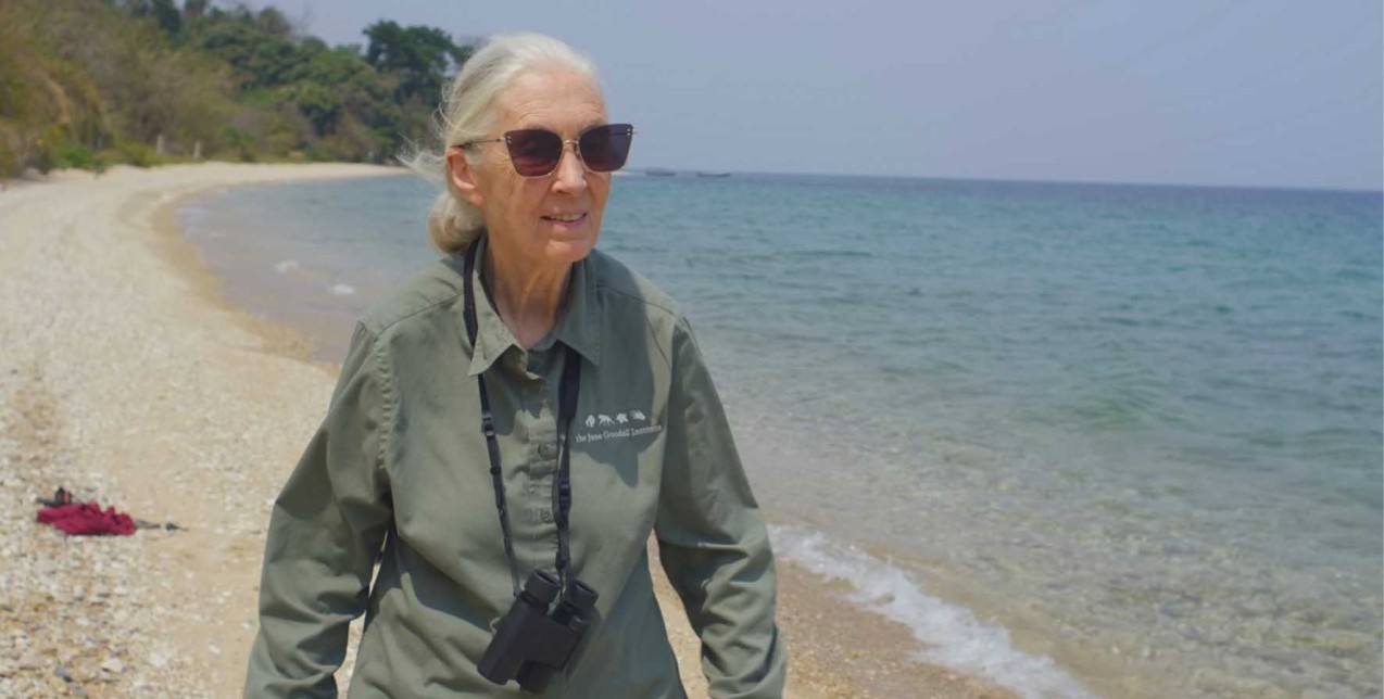 Μάθετε τα πάντα για την πρεμιέρα του ντοκιμαντέρ «Jane Goodall: The Hope» στο National Geographic και τη δυναμική πρωταγωνίστριά του 