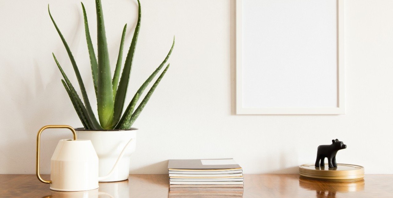 Home office: Τα ιδανικά φυτά για να αυξήσετε την παραγωγικότητά σας στο σπίτι