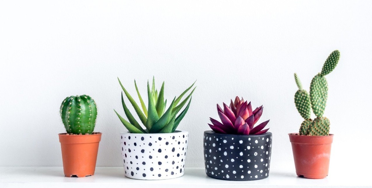 Cactus Lovers: Τα πιο εντυπωσιακά παχύφυτα με πολύχρωμα άνθη για να εντάξετε στο μπαλκόνι σας