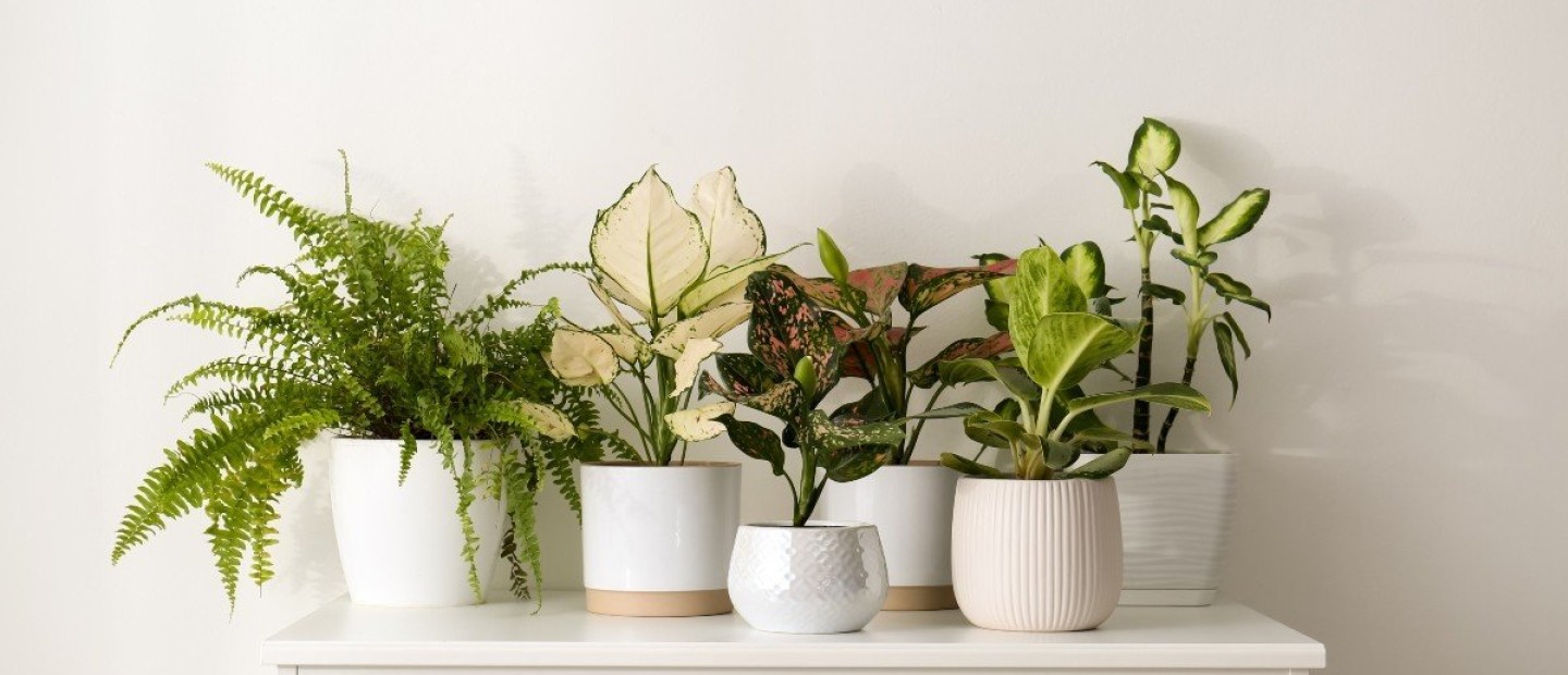 Jungle Look: Tα τροπικά φυτά για μια νέα ατμόσφαιρα στην κατοικία μας