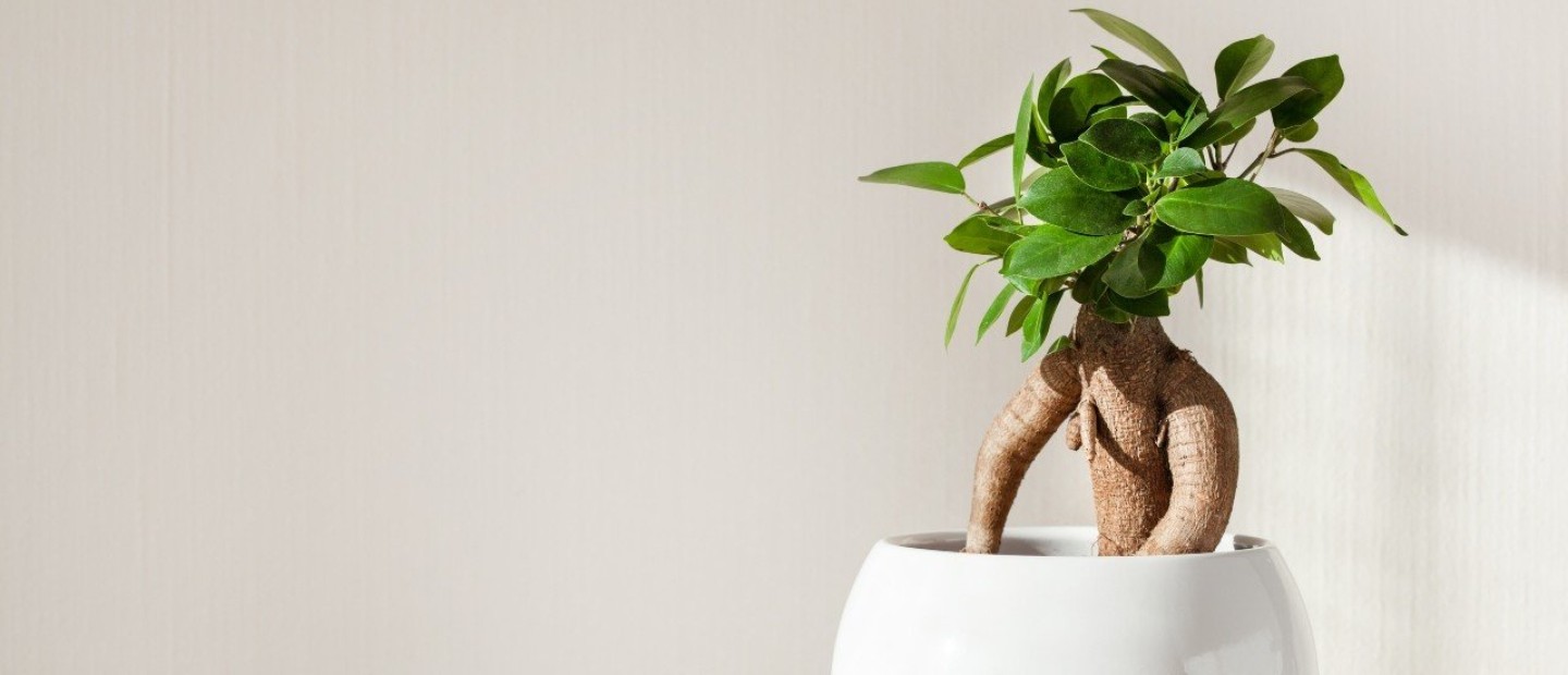 Lucky plants: Ποια φυτά θα χαρίσουν καλοτυχία στις κατοικίες μας;