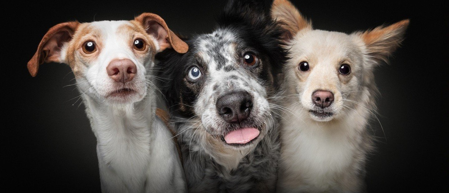 Κατοικίδια & Διατροφή: Τι είναι οι κλινικές δίαιτες και σε ποιες περιπτώσεις κρίνεται απαραίτητο να εφαρμοστούν;