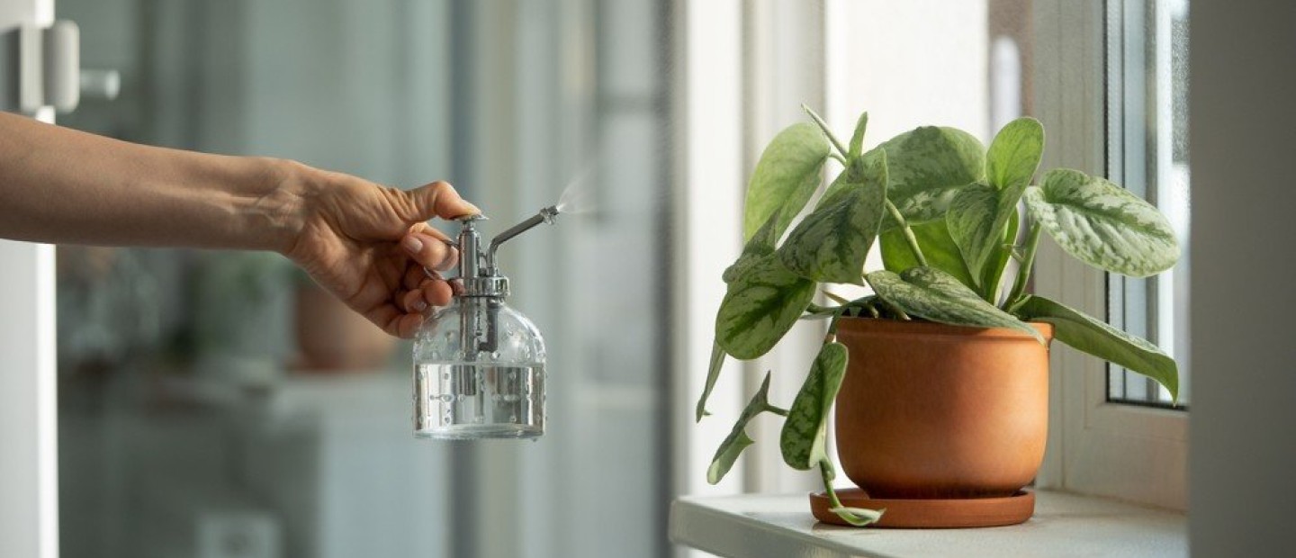 Πώς να καλλιεργήσετε μόνοι σας τα δικά σας φυτά κατά τη διάρκεια του καλοκαιριού