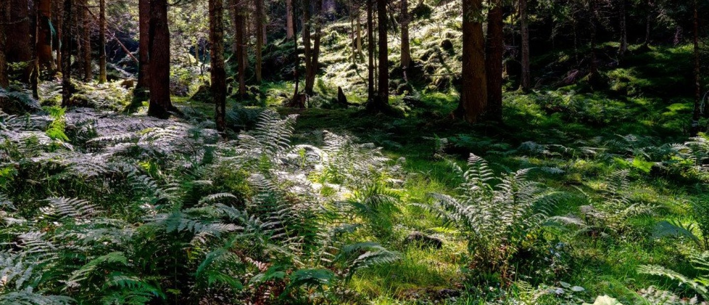 Forest Bathing: Τι είναι και γιατί το χρειάζεστε; 