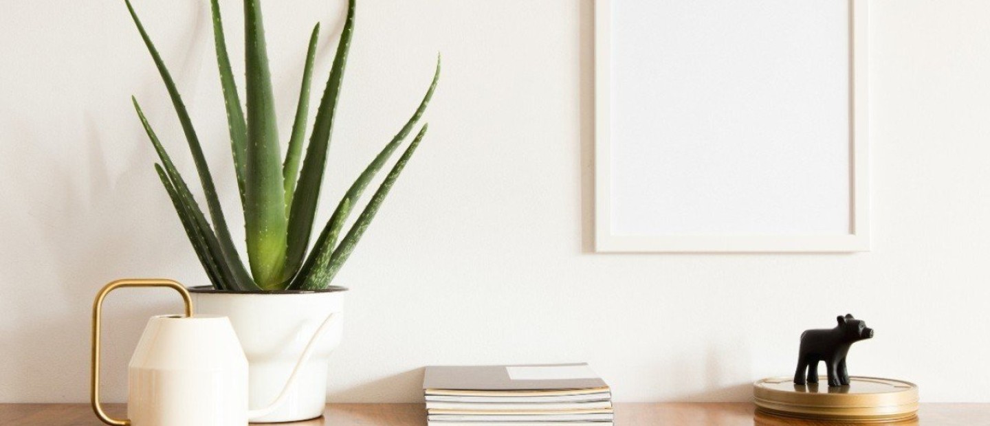 Αυτά είναι τα φυτά που θεωρούνται ιδανικά για το γραφείο σας