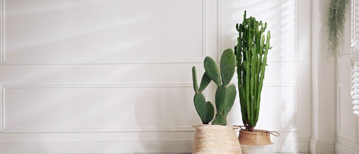 Γιατί οι κάκτοι είναι τα ιδανικά φυτά για το σπίτι μας;